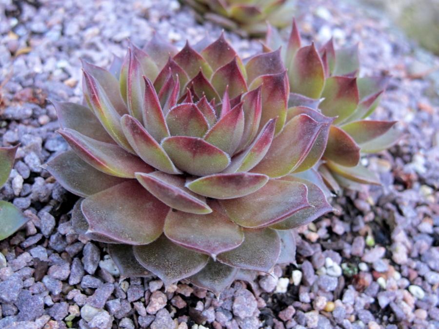 Photo of Hen and Chicks (Sempervivum 'Unicorn') uploaded by goldfinch4