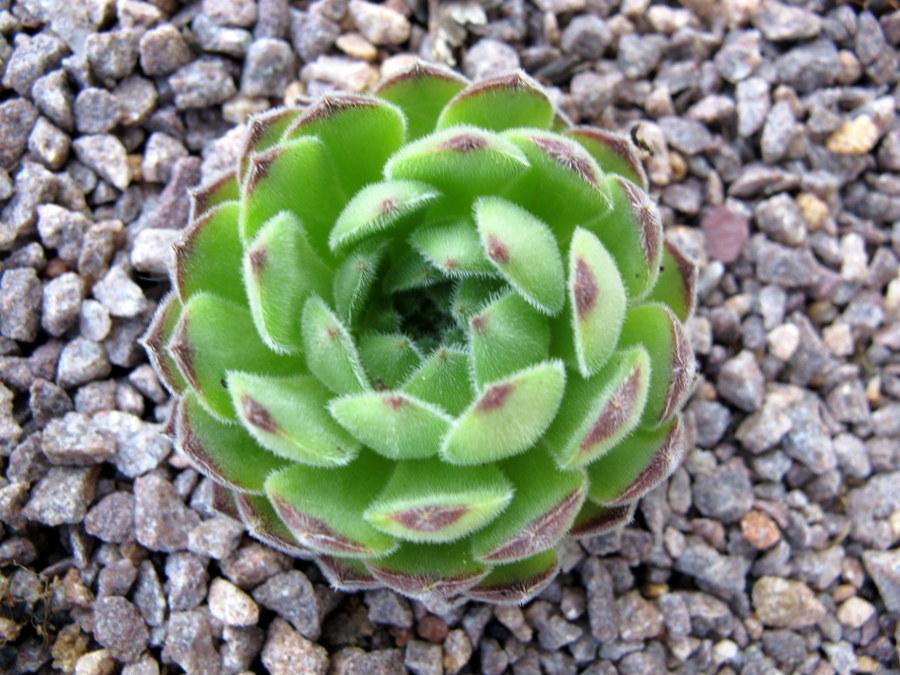 Photo of Hen and Chicks (Sempervivum 'Soft Line') uploaded by goldfinch4