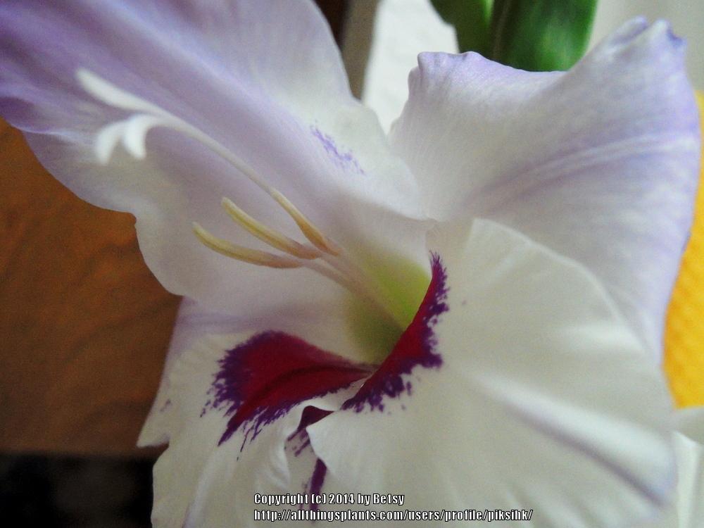Photo of Gladiola (Gladiolus 'Vista') uploaded by piksihk