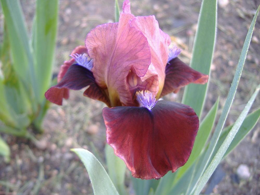 Photo of Standard Dwarf Bearded Iris (Iris 'Sparks Fly') uploaded by tveguy3