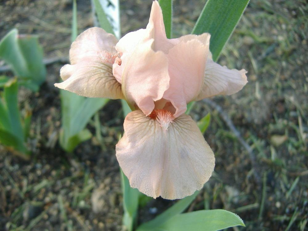 Photo of Standard Dwarf Bearded Iris (Iris 'Pussycat Pink') uploaded by tveguy3