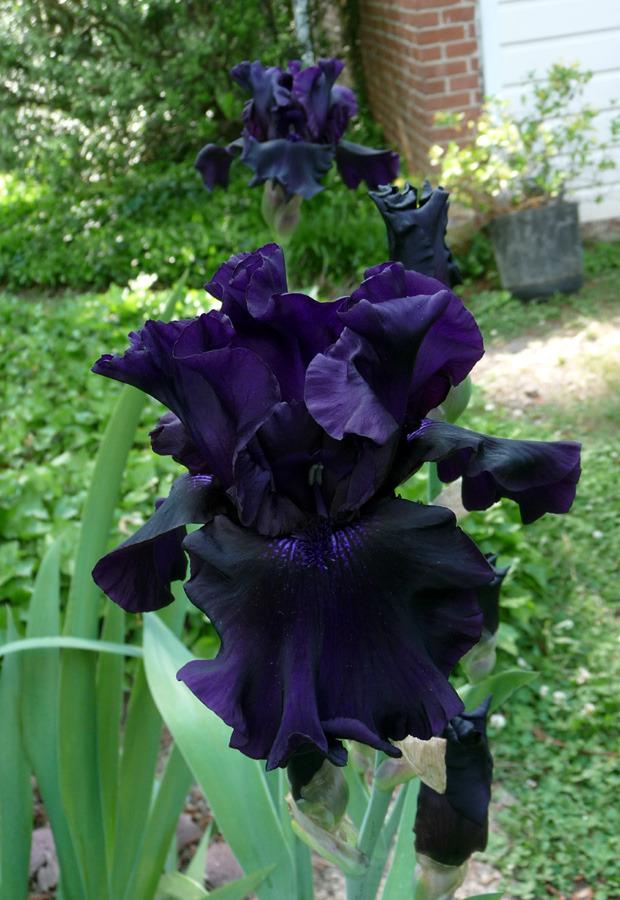 Photo of Tall Bearded Iris (Iris 'Coal Seams') uploaded by Lestv