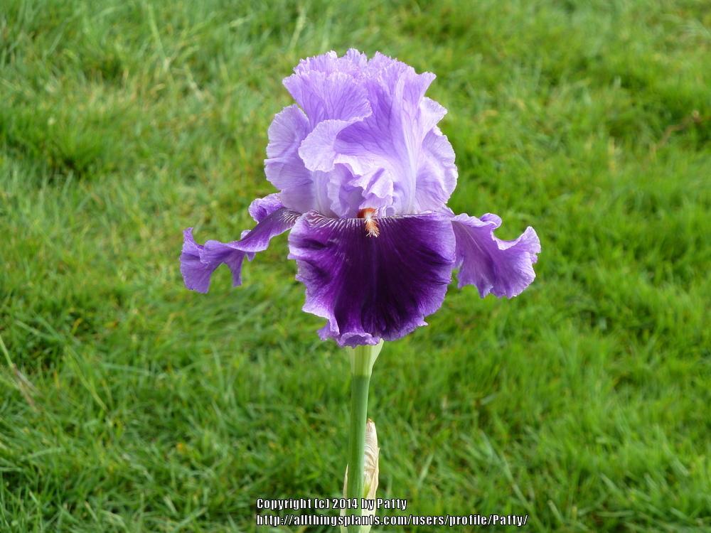 Photo of Tall Bearded Iris (Iris 'Louisa's Song') uploaded by Patty
