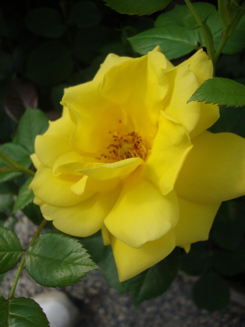Photo of Rose (Rosa 'Shockwave') uploaded by Paul2032