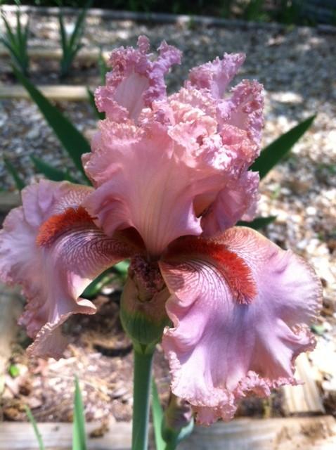 Photo of Tall Bearded Iris (Iris 'Dazzling Sarah') uploaded by grannysgarden