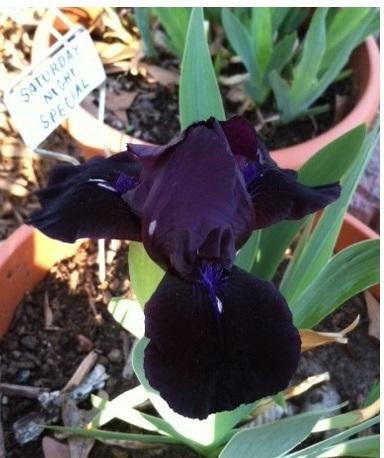 Photo of Standard Dwarf Bearded Iris (Iris 'Saturday Night Special') uploaded by grannysgarden