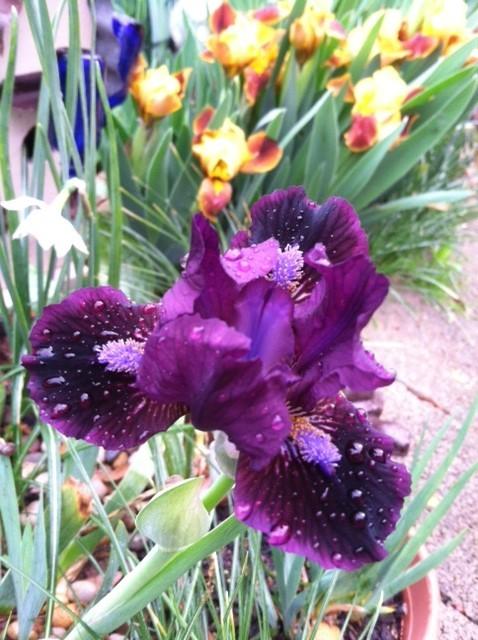 Photo of Miniature Dwarf Bearded Iris (Iris 'Trimmed Velvet') uploaded by grannysgarden