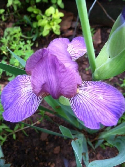 Photo of Miniature Tall Bearded Iris (Iris 'Bangles') uploaded by grannysgarden