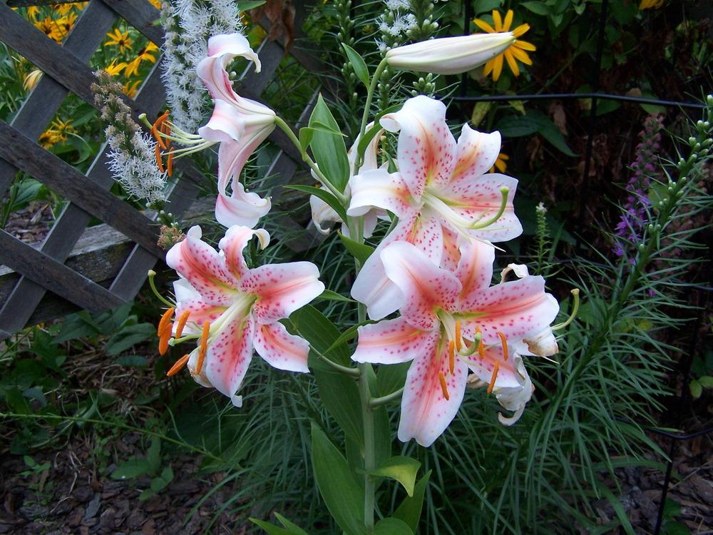 Photo of Lily (Lilium 'Salmon Star') uploaded by petruske