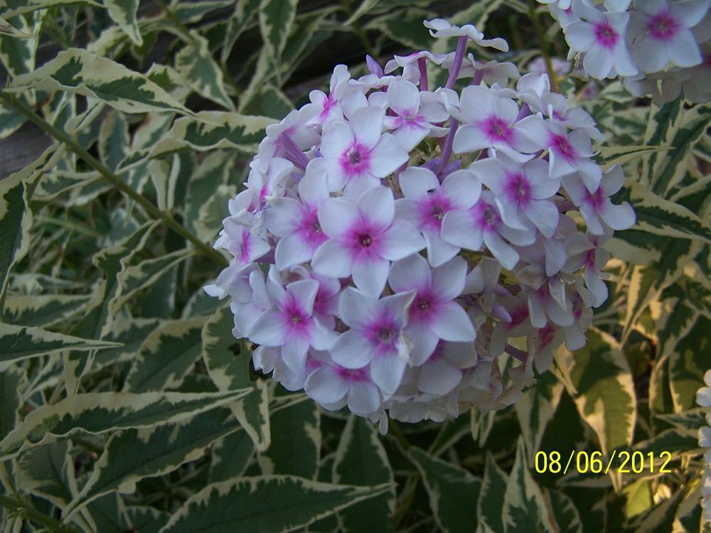 Photo of Variegated Garden Phlox (Phlox paniculata 'Nora Leigh') uploaded by petruske