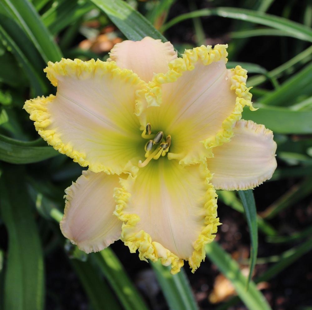 Photo of Daylily (Hemerocallis 'Victorian Garden Baby Shiners') uploaded by tink3472
