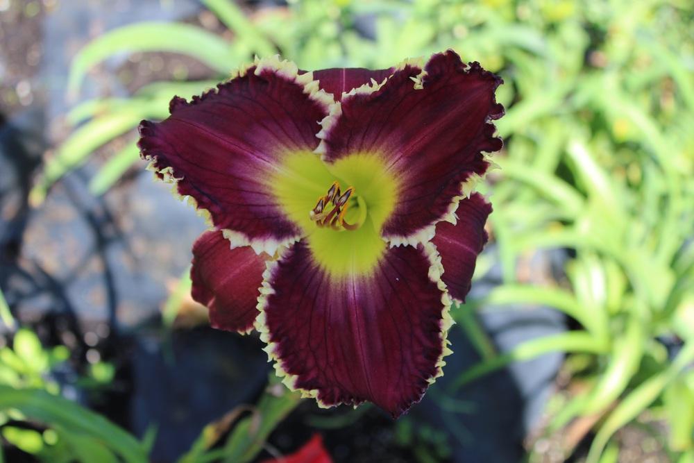 Photo of Daylily (Hemerocallis 'Evening in Eden') uploaded by tink3472