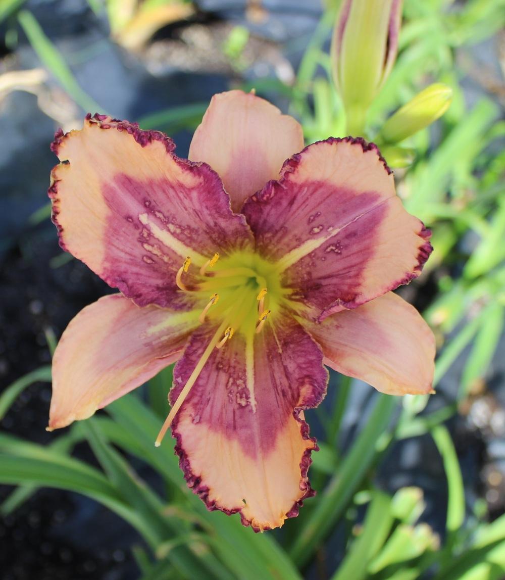 Photo of Daylily (Hemerocallis 'Tempest in a Teacup') uploaded by tink3472