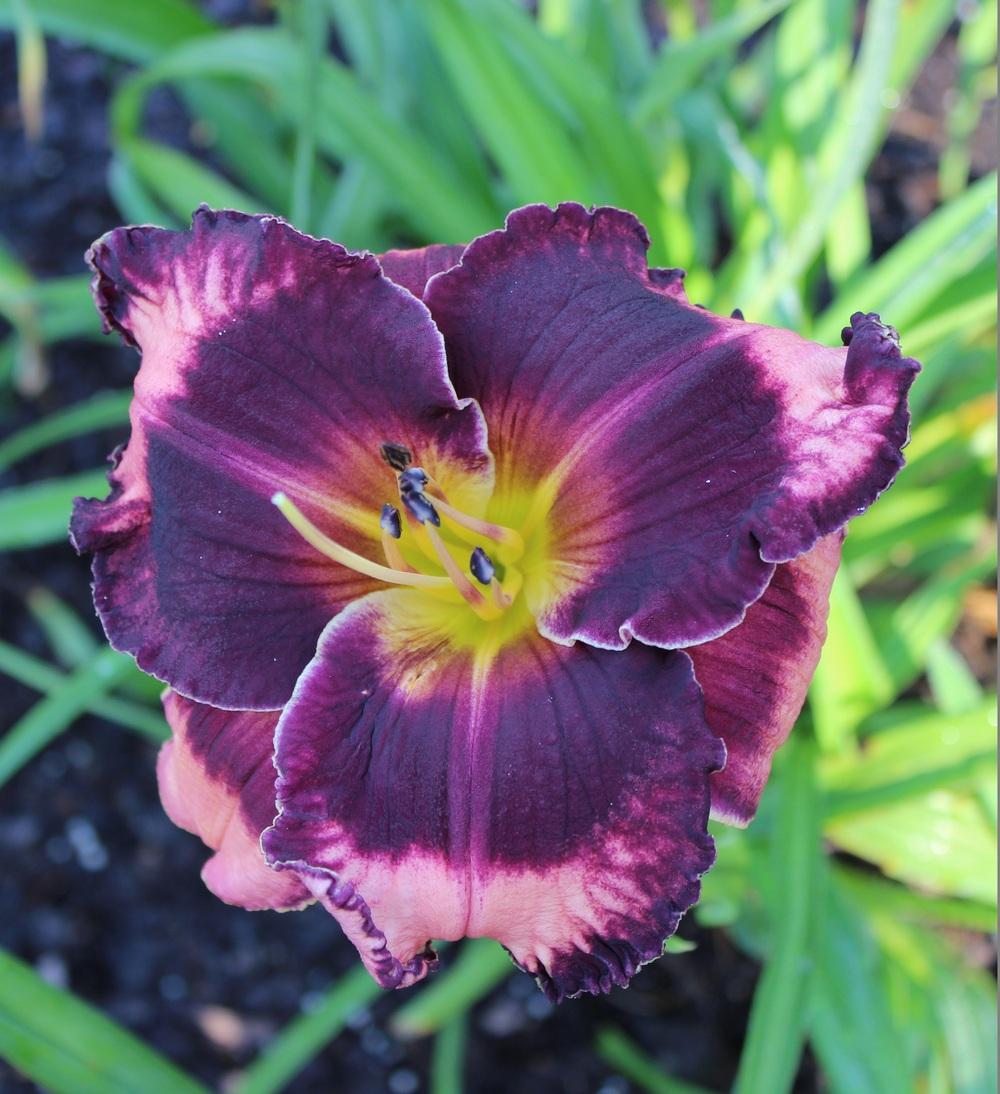 Photo of Daylily (Hemerocallis 'Lillian's Lying Time Again') uploaded by tink3472