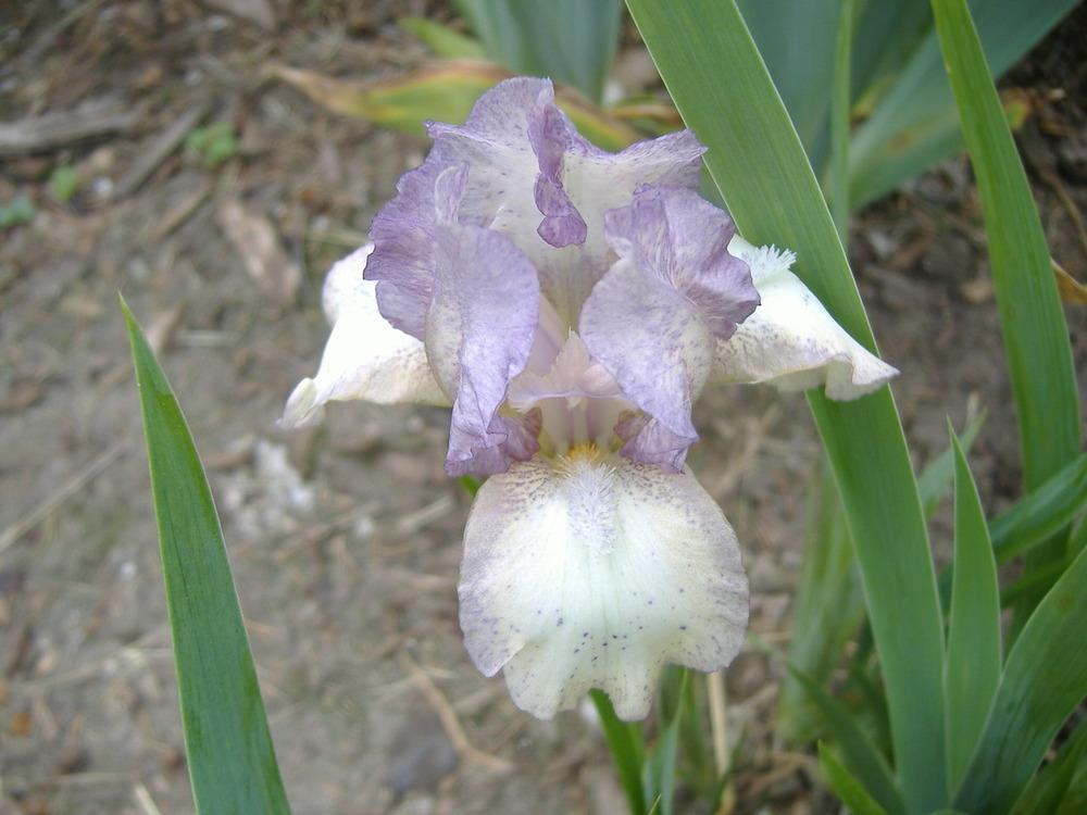 Photo of Standard Dwarf Bearded Iris (Iris 'Tribble') uploaded by tveguy3