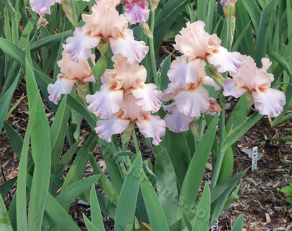 Photo of Tall Bearded Iris (Iris 'Celebration Song') uploaded by virginiarose