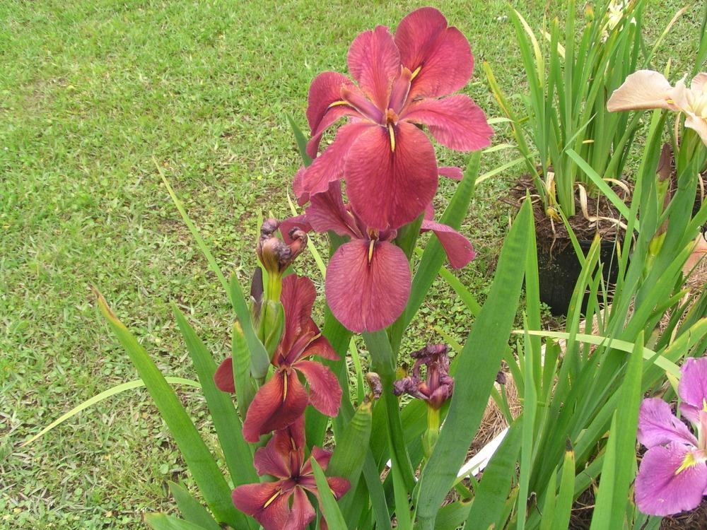 Photo of Louisiana Iris (Iris 'Holden's Hit') uploaded by Benny