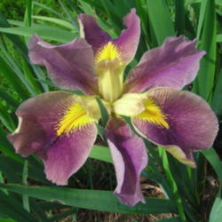 Location: My Iris Patch Slidell Louisiana
Date: 2012-03-19
large flower 8" across with good substance