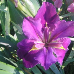 Location: My Iris Patch Slidell Louisiana
Date: 2012-03-27
large flower 7 1/2 inches across