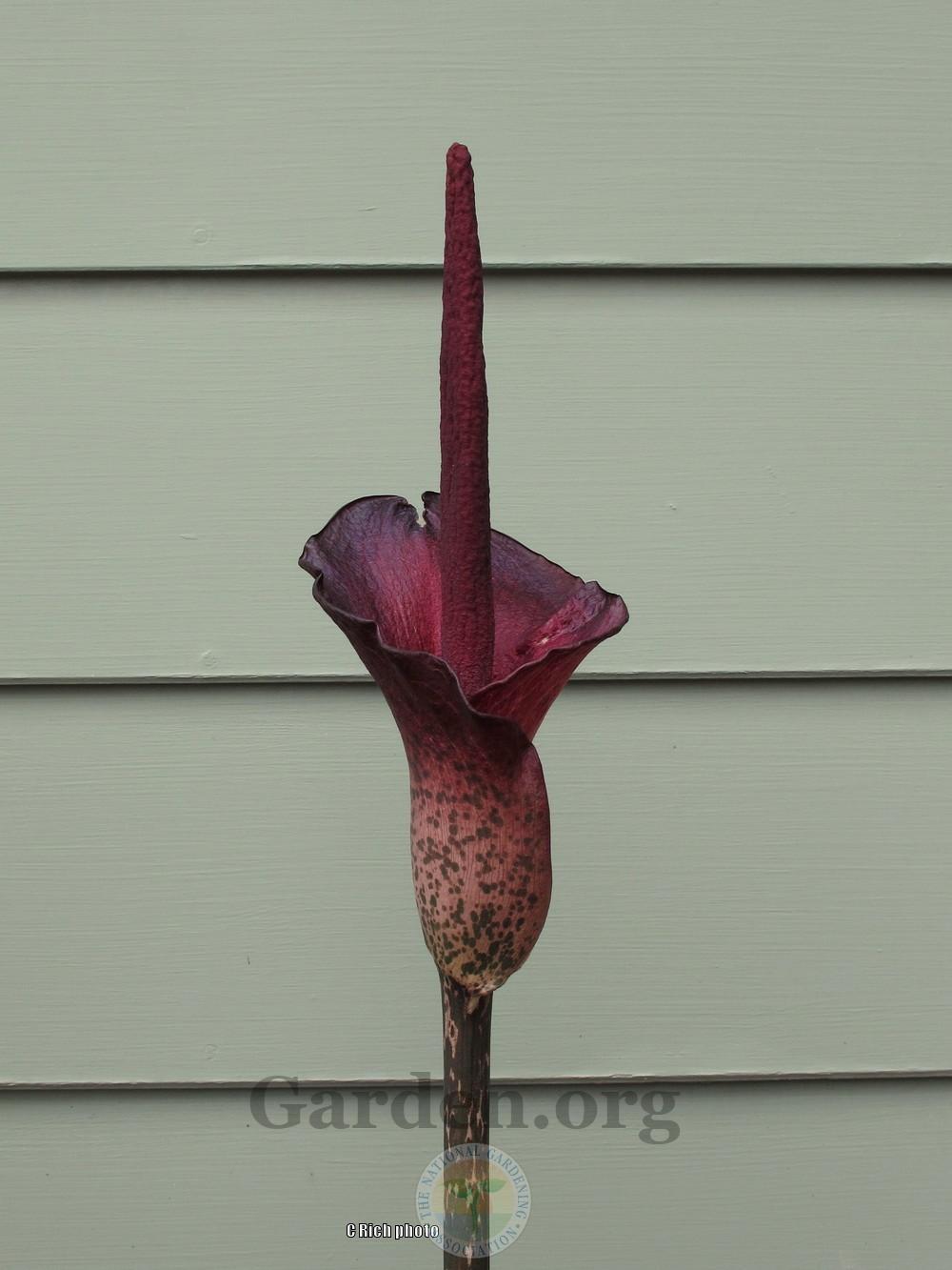 Photo of Voodoo Lily (Amorphophallus konjac) uploaded by Char