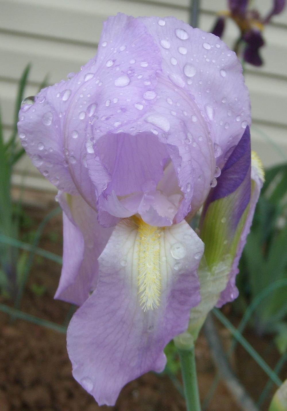 Photo of Tall Bearded Iris (Iris 'Graziella') uploaded by DaveinPA