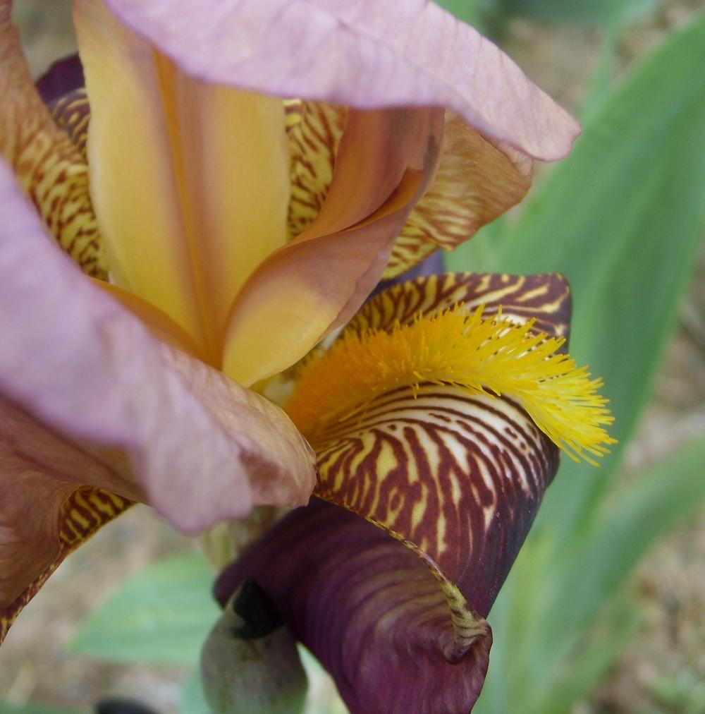 Photo of Tall Bearded Iris (Iris 'Indian Chief') uploaded by DaveinPA
