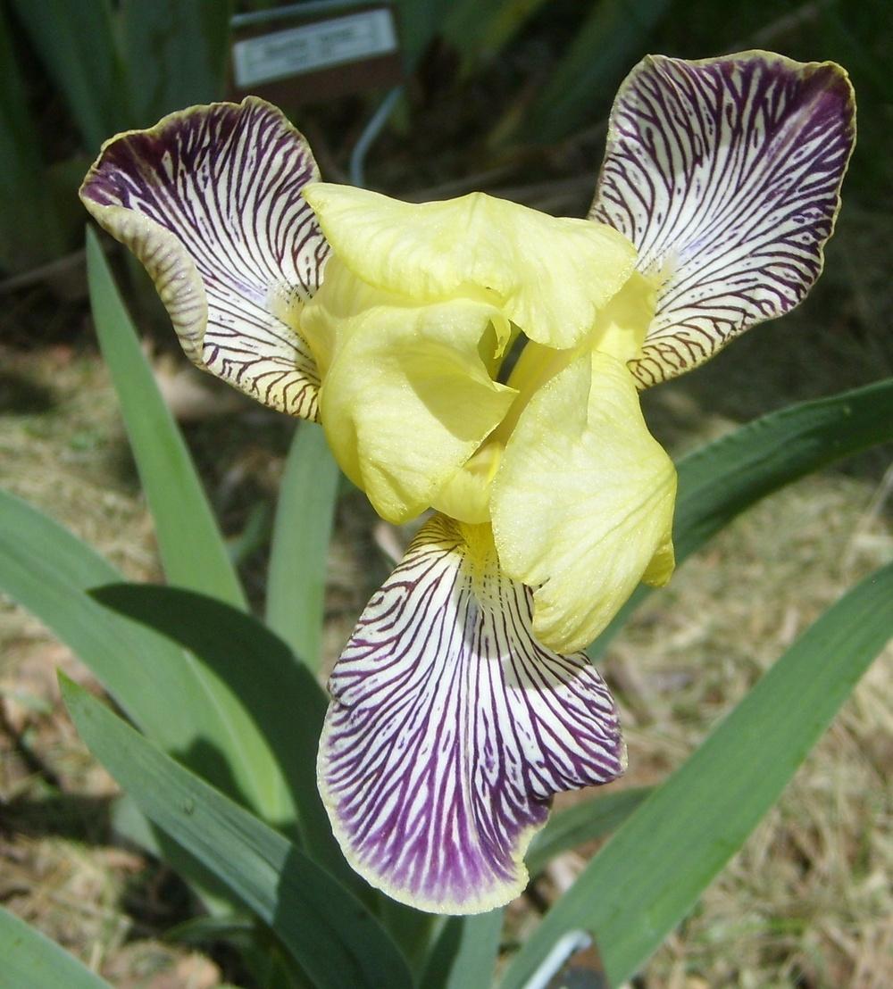 Photo of Miniature Tall Bearded Iris (Iris 'Gracchus') uploaded by DaveinPA