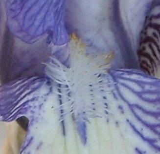 Photo of Tall Bearded Iris (Iris 'Mme. Chereau') uploaded by DaveinPA