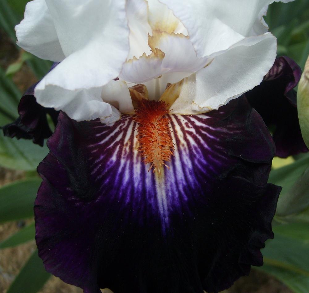 Photo of Tall Bearded Iris (Iris 'Cosmic Celebration') uploaded by DaveinPA