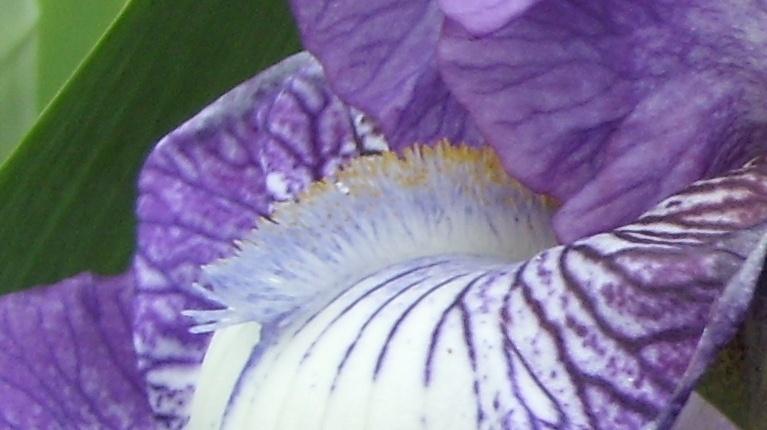 Photo of Tall Bearded Iris (Iris 'Bountiful Harvest') uploaded by DaveinPA