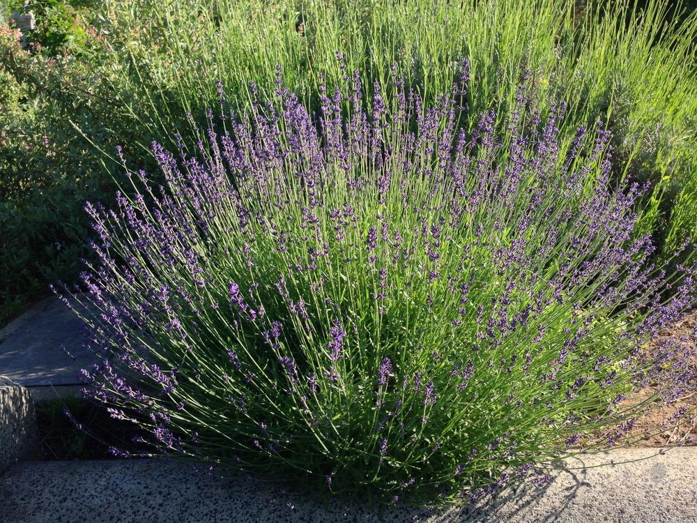Photo of English Lavender (Lavandula angustifolia 'Hidcote') uploaded by HamiltonSquare