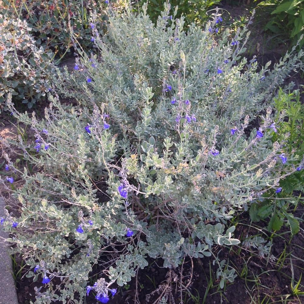 Photo of Blue Oak Sage (Salvia chamaedryoides) uploaded by HamiltonSquare