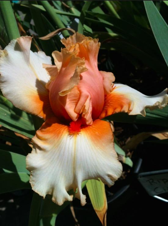 Photo of Tall Bearded Iris (Iris 'Attractive Lady') uploaded by Moiris