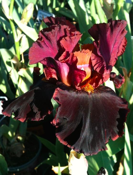 Photo of Tall Bearded Iris (Iris 'Strozzapreti') uploaded by Moiris
