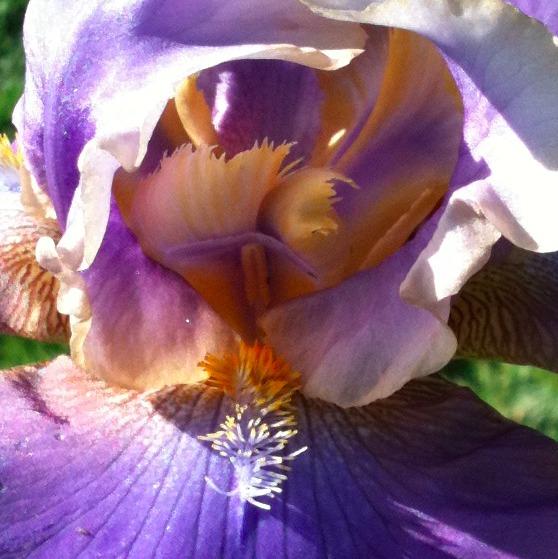 Photo of Tall Bearded Iris (Iris 'Kevin's Theme') uploaded by Moiris