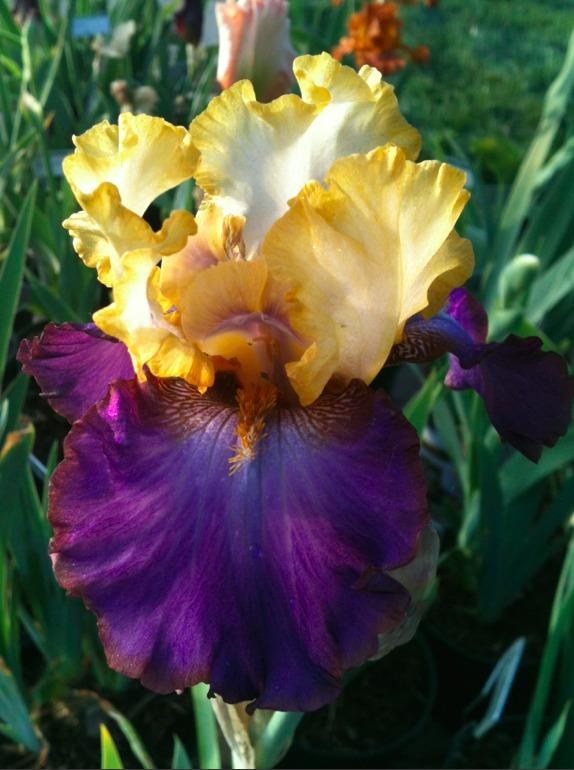 Photo of Tall Bearded Iris (Iris 'Bold Accent') uploaded by Moiris