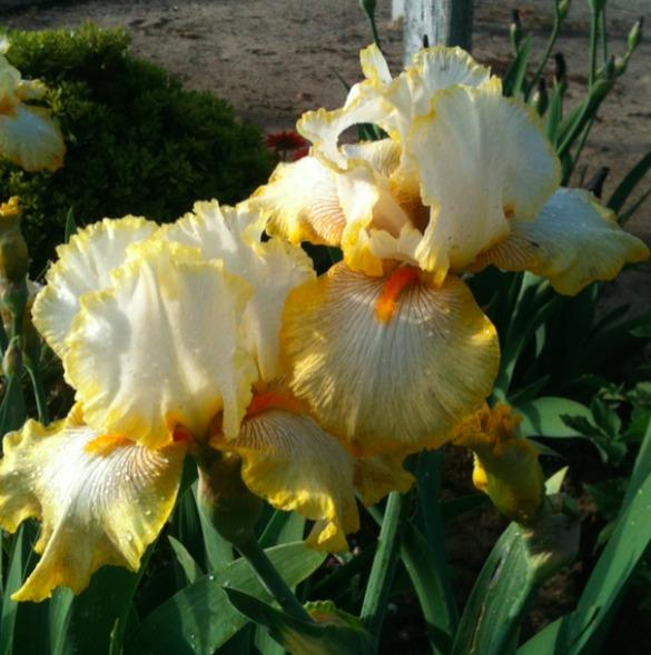 Photo of Tall Bearded Iris (Iris 'Calamity Carol') uploaded by Moiris