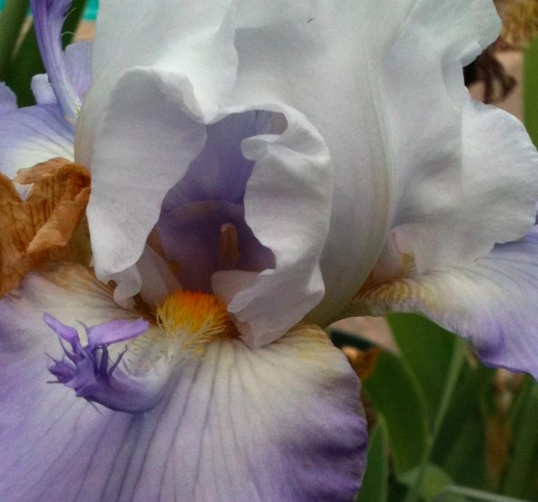 Photo of Tall Bearded Iris (Iris 'Dauber's Surprise') uploaded by Moiris