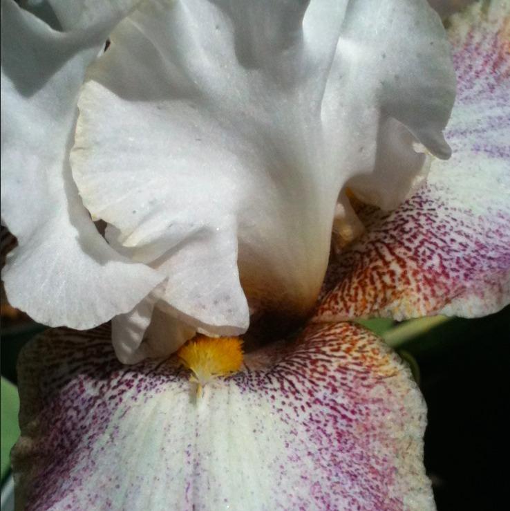 Photo of Tall Bearded Iris (Iris 'Ring Around Rosie') uploaded by Moiris
