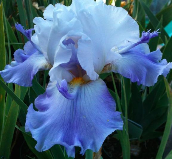 Photo of Tall Bearded Iris (Iris 'Dauber's Surprise') uploaded by Moiris