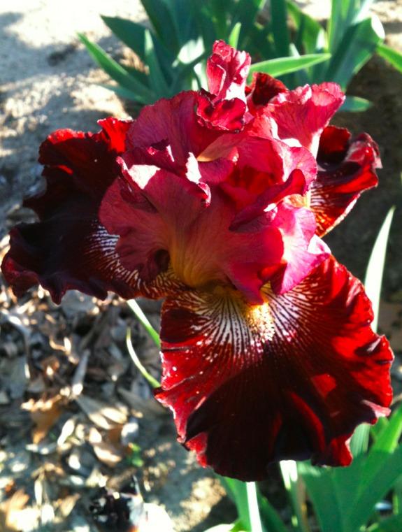 Photo of Tall Bearded Iris (Iris 'Confusione') uploaded by Moiris