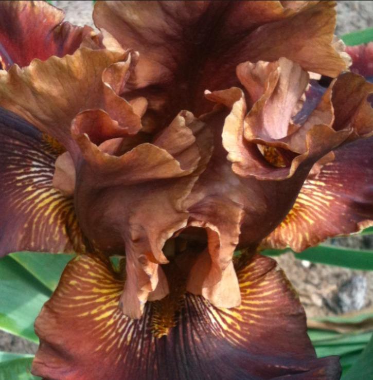 Photo of Tall Bearded Iris (Iris 'Chocolate Ecstasy') uploaded by Moiris