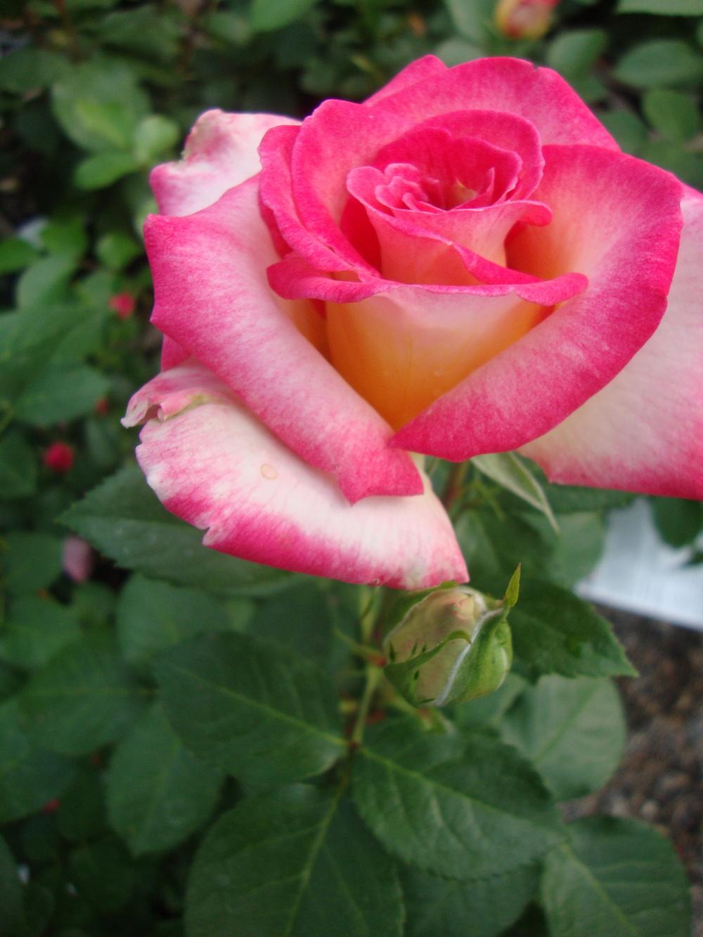 Photo of Rose (Rosa 'Dick Clark') uploaded by Paul2032