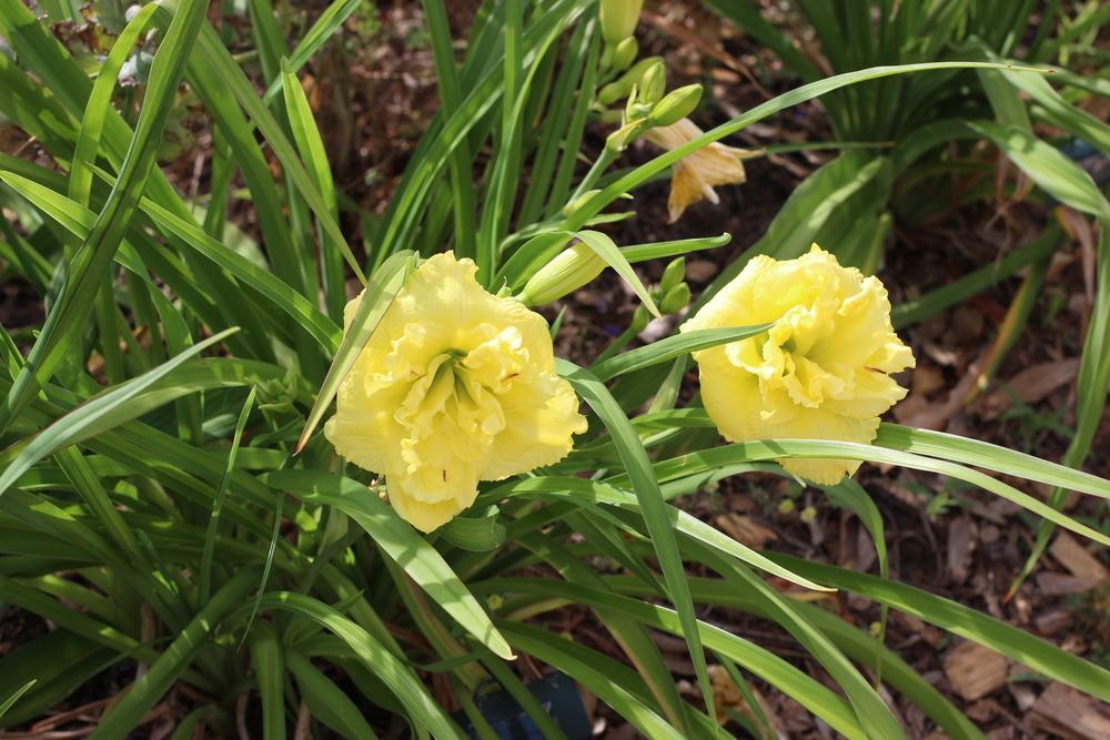 Photo of Daylily (Hemerocallis 'Cabbage Flower') uploaded by dave