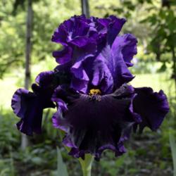Location: Southeast Indiana
Date: 2014-05-23
tall bearded iris 'Harmonious Flow'