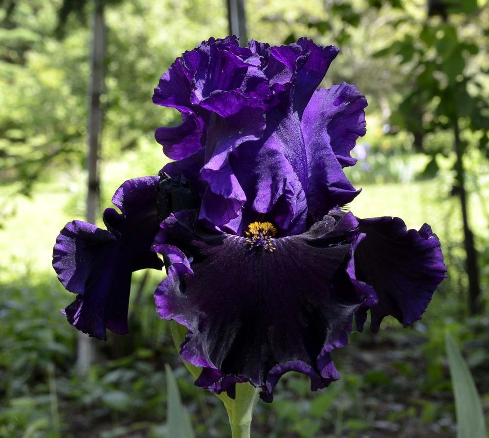 Photo of Tall Bearded Iris (Iris 'Harmonious Flow') uploaded by diggit