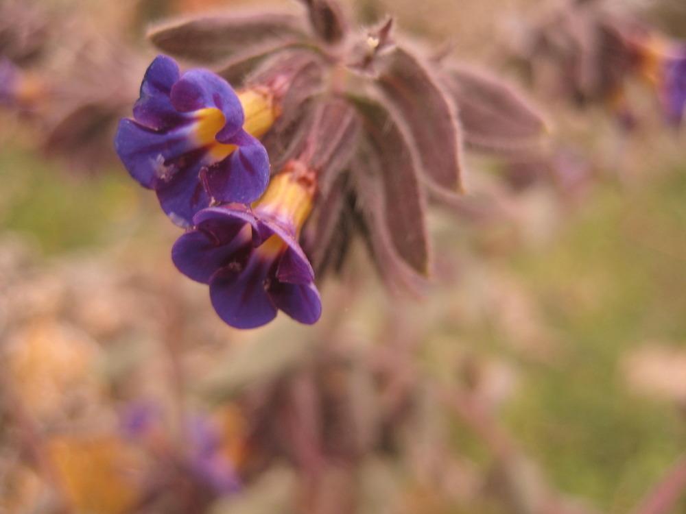 Photo of Alkanna macrophylla uploaded by ikizzeki