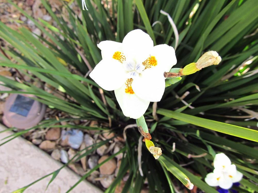 Photo of Fortnight Lily (Dietes bicolor 'Lemon Drop') uploaded by jmorth