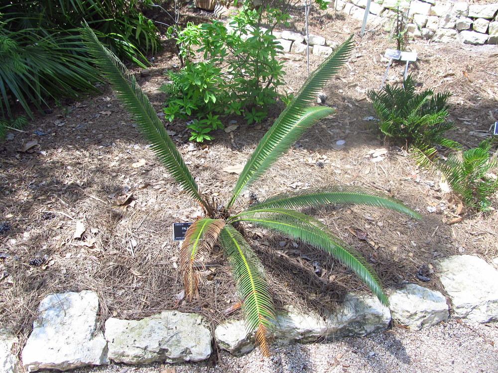 Photo of Cycad (Dioon merolae) uploaded by jmorth