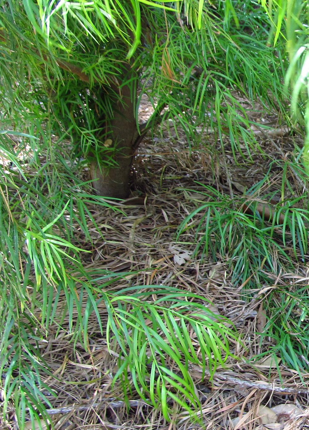 Photo of Common Yellowwood (Afrocarpus falcatus) uploaded by jmorth